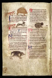 Chien poursuivant un porc-épic, renard poursuivant un lapin, chat poursuivant une souris, etc., Bestiaire anglais, début du XIIIe siècle (vélin)