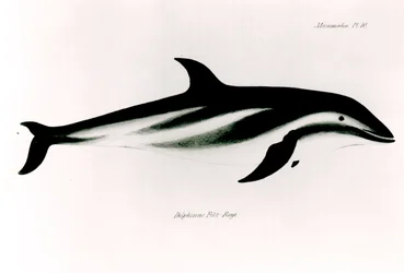 Dauphin, illustration de 