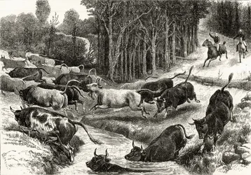 Conduite de bétail en Australie, c.1880, de 