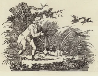 Chasse au canard