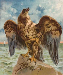 Aigle