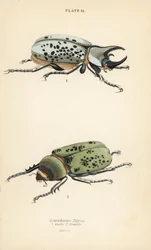 Hercule oriental, Dynastes tityus, mâle 1, femelle 2