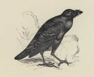 Edgar Allen Poe, Le Corbeau (gravure)