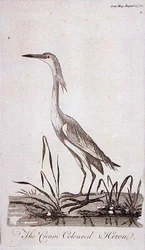 Aigrette, de 