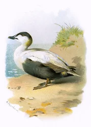 Canard eider
