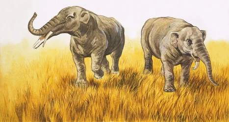 Éléphants