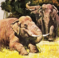 Éléphants agenouillés