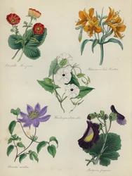 Jardin de fleurs anglais : Potentilla Menziesii, Alstraemeria Van Houtteii, Thunbergia alata alba, Clematis caerulea, Martynia fragrans