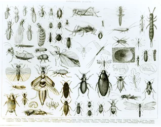 Entomologie : insectes