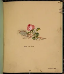 Une rose, Vie et mort, d