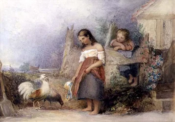 Nourrir les poules