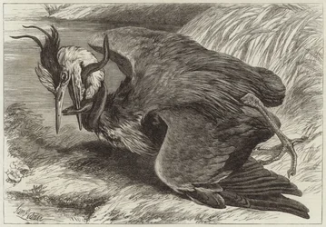 Combat entre un héron et une anguille