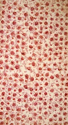 Page de garde florale gravure colorée à la main