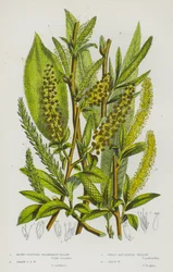 Plantes à fleurs de Grande-Bretagne : Saule à stipules obtuses, Saule à stipules aiguës, Saule à feuilles de laurier, Saule fragile