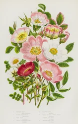 Plantes à fleurs de Grande-Bretagne : Rosier cannelle, Rosier à feuilles de pimprenelle, Rosier irlandais, Rosier épineux, Rosier velu, Églantier à petites feuilles, Rosier des chiens commun, Rosier des chiens rampant
