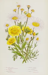 Plantes à fleurs de Grande-Bretagne : Grande marguerite blanche, Souci des champs, Grande camomille, Matricaire inodore, Camomille sauvage, Camomille commune