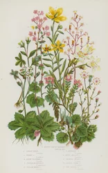 Plantes à fleurs de Grande-Bretagne : Saxifrage en forme de rein, Fierté de Londres, Saxifrage étoilé, Saxifrage alpin en grappes, Saxifrage pourpre des montagnes, Saxifrage jaune des marais, Saxifrage jaune des montagnes, Saxifrage des prés blanc, Saxifra