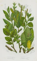 Plantes à fleurs de Grande-Bretagne : Saule à oreilles rondes, Grand saule à oreilles rondes, Saule à feuilles sombres, Saule intermédiaire