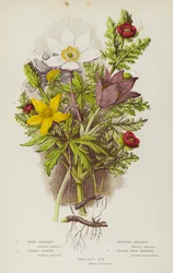 Plantes à fleurs de Grande-Bretagne : Anémone des bois, Anémone pulsatille, Anémone des montagnes, Anémone pulsatille, Anémone jaune des bois, Œil de faisan (lithographie en couleur)