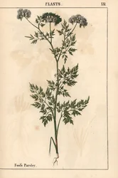 Persil des fous, Aethusa cynapium, de 