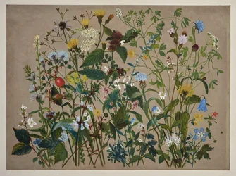 Quarante fleurs sauvages cueillies sur le rivage de Low Wood