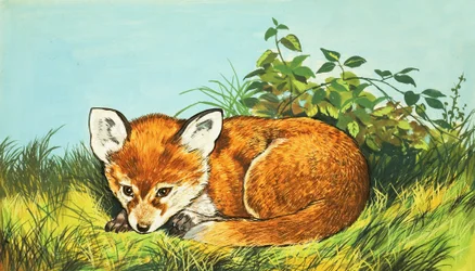 Renardeau