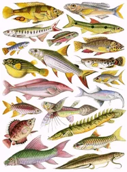 Poissons d