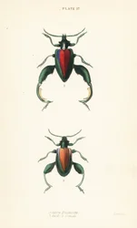 Scarabée grenouille, scarabée à pattes de grenouille ou scarabée kangourou, Sagra buqueti, mâle 1, femelle 2