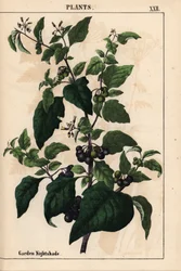 Morelle noire de jardin ou à baies noires, Solanum nigrum, tiré de "The Instructive Picturebook, or Lessons from the Vegetable World", [Charlotte Mary Yonge], Édimbourg