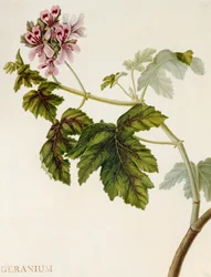 Géranium