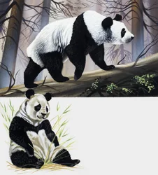 Panda géant