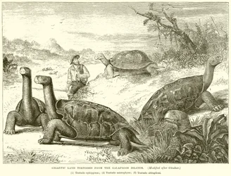 Gigantesques tortues terrestres des îles Galápagos