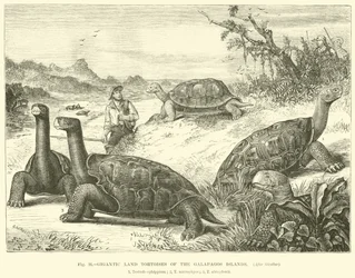 Tortues terrestres géantes des îles Galápagos