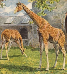 Girafes