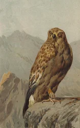 Aigle royal