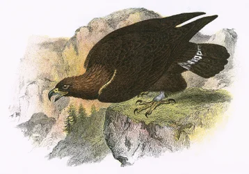 Aigle royal