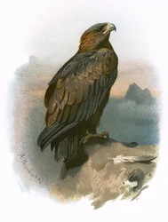 Aigle royal
