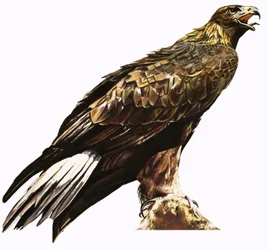 Aigle royal