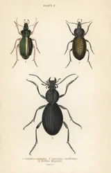 Coléoptère terrestre doré, Carabus auratus, coléoptère terrestre, Carabus clathratus, et grand coléoptère terrestre noir, Tefflus megerlei