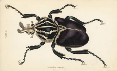 Scarabée goliath, Goliathus goliatus (Goliathus magnus)