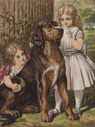 Bon chien Dash