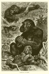 Gorilles à la maison