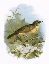 Locustelle tachetée