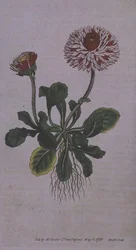 Grande marguerite double (Bellis perennis var. major flore pleno), planche 228 du 