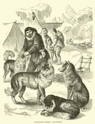 Traîneau à chiens esquimau du Groenland