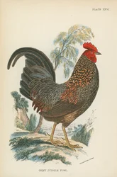 Coq de jungle gris