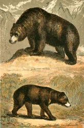 Ours Grizzly et Ours Malais