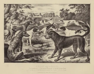 Groupe de Chiens de Chasse