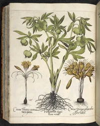 Helleborus niger (hellébore noir), tiré de « Culpeper