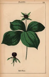 Herbe parisienne, de "The Instructive Picturebook, or Lessons from the Vegetable World," [Charlotte Mary Yonge], Édimbourg